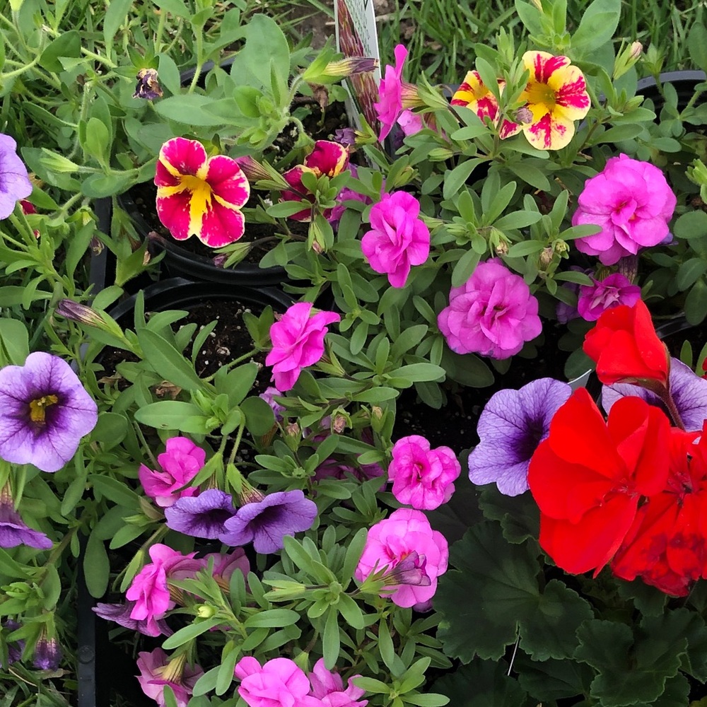 Meet your Posher, Carrie